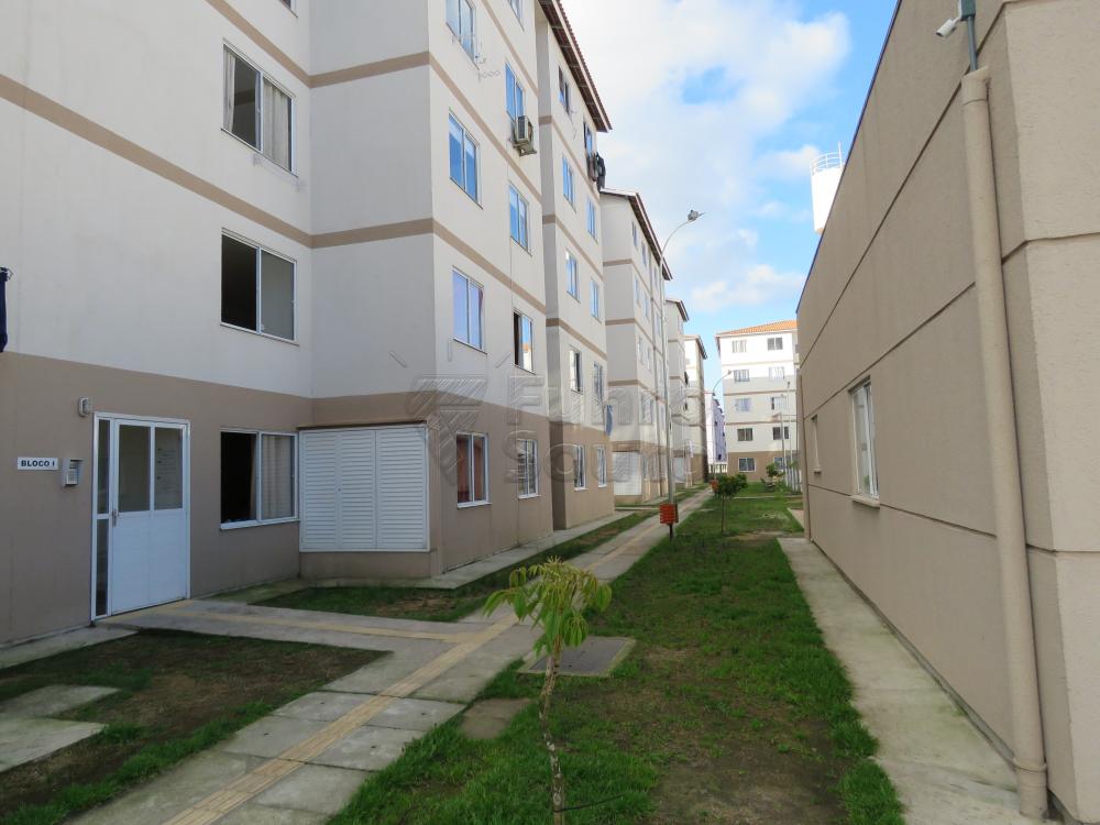Alugar Apartamento / Padrão em Pelotas R$ 480,00 - Foto 10